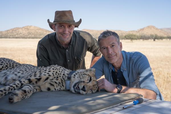 Bild 1 von 4: Dirk Steffens erkundet die Geheimnisse der Tierbewegungen. Der Gepard, die schnellste Raubkatze der Welt, ist vom Aussterben bedroht. Forschende besendern die Tiere, um mehr über ihre Bewegungsmuster zu verstehen. Je mehr wir über sie wissen, desto besser können wir sie schützen.