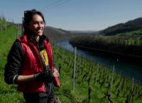 Wein am Rhein