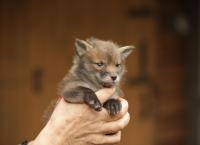 Das geheime Leben der Füchse