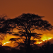 Serengeti