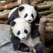 Pit und Paule - die Pandajungen von Berlin