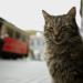 Kedi - Von Katzen und Menschen