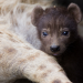 Tierische Instinkte - Blutlinien