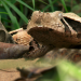 Passion for Planet - Leben als Tierfilmer