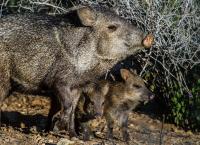 Amerikas Naturwunder: Die Magie der Wüste