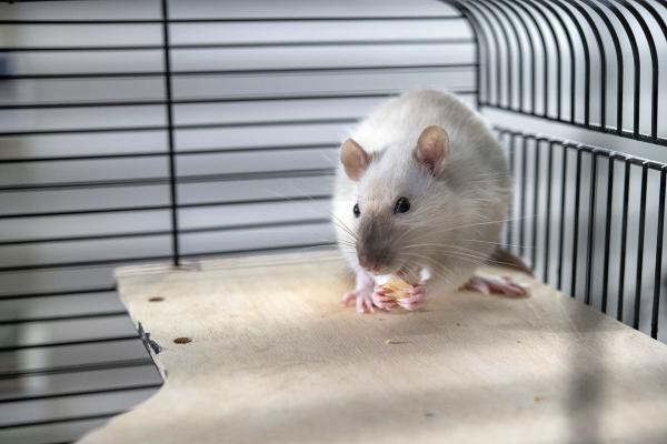 Bild 1 von 1: Die Ratte Amadeus.