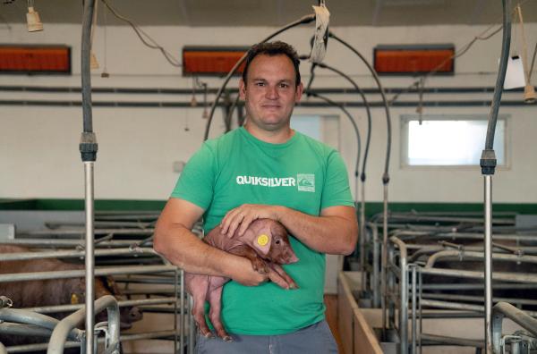 Bild 1 von 6: Landwirt Rafael Muñoz züchtet schwarze Iberico-Schweine in Freilandhaltung: Nach vier Monaten kommen die Jungtiere auf die Eichenhaine.