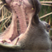 Am Kap der wilden Tiere