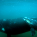 Tierische Freibeuter der Meere