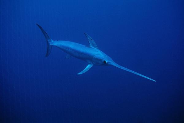 Bild 1 von 8: Ein Schwertfisch bei Sardinien.