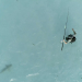 Giganten unter Wasser - Riesenfischen auf der Spur