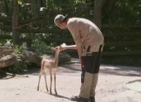 Giraffe, Erdmännchen & Co