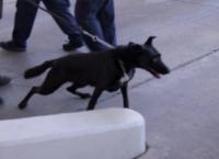 Border Patrol USA - Einsatz an Mexikos Grenze: Folge 5