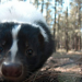 Die Supersinne der Tiere