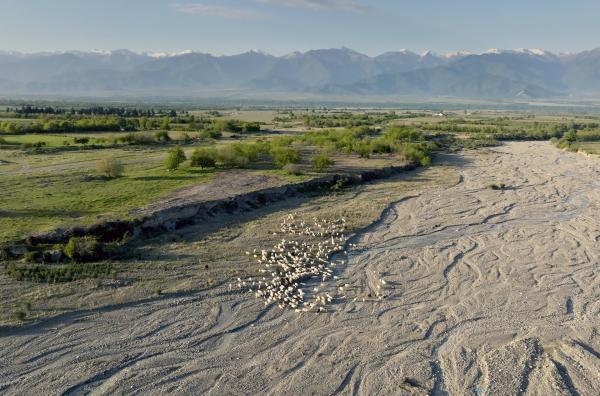 Bild 1 von 5: Georgische Schäfer setzen Kaukasische Schäferhunde seit Generationen für die Arbeit mit der Herde ein.