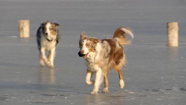 Bild 1 von 5: Im Bild: Hunde am gefrorenen See.