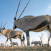 Abenteuer Namibia