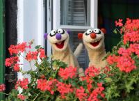 Ein Fall für die Erdmännchen