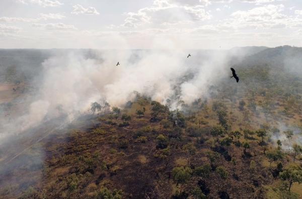Bild 1 von 5: Die australische Flora und Fauna hat sich an die alljährlichen Buschfeuer angepasst: Gewisse Vögel profitieren von den Bränden, da sie dank ihnen Beute einfacher aufstöbern.
