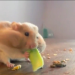 Jetzt wird's tierisch!
