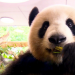 Die 100 kuriosesten Storys aus der Tierwelt