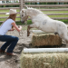 Heartland - Paradies für Pferde