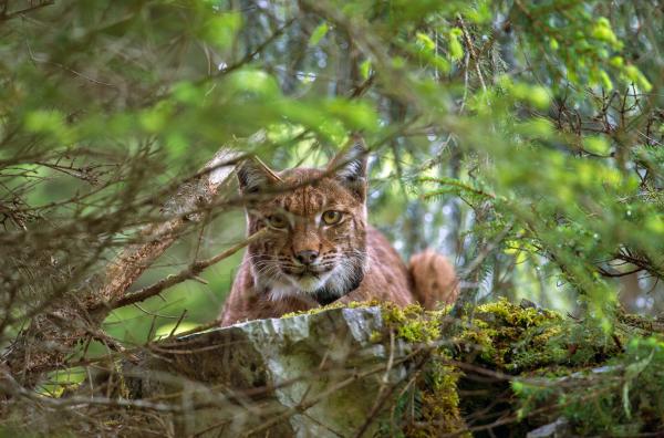 Bild 1 von 5: Luchse sind für das Gleichgewicht des Ökosystems Wald unverzichtbar, doch durch das Eingreifen des Menschen in die Natur ist die Art nach wie vor stark bedroht.