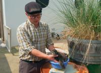 Seelöwe & Co. - tierisch beliebt