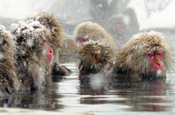 Bild 1 von 5: Die Affen nutzen die heißen Quellen, um sich aufzuwärmen.