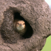 Tierische Superbauten