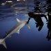 Mythos Hai