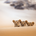 Die Löwen der Namib