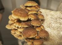 Suppressed Science - Geheimnisse der Wissenschaft