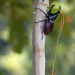 Insekten - Die heimlichen Herrscher