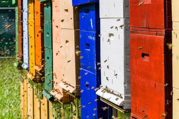 Bild 1 von 9: Im Bild: Bienenstöcke.