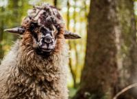 Sheep
