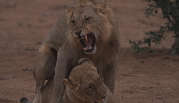 Savé Valley - Simbabwes wildes Wunder