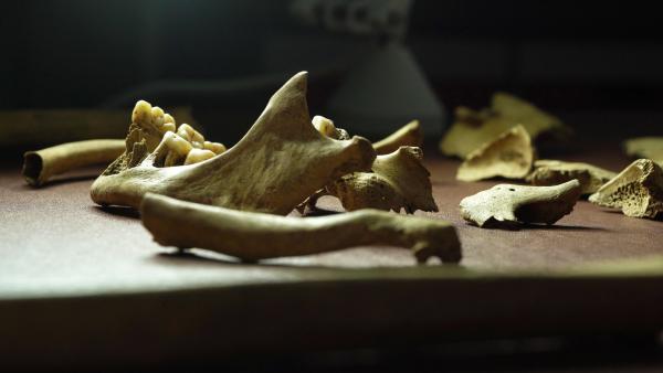 Bild 1 von 3: Die Dokumentation verfolgt, wie Wissenschaftler die Vergangenheit anhand von Knochen und Schädeln und Genetik umschreiben.