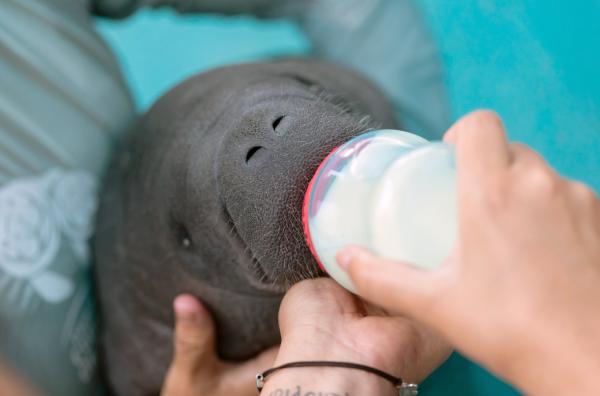 Bild 1 von 6: Die kleine Moana kam verwaist ins Seekuh-Krankenhaus. Das nur wenige Monate alte Kalb wurde allein und hilflos an einem Strand gefunden.