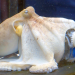 Oktopus in Gefahr - Spurensuche rund ums Mittelmeer