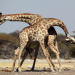 Fight Club der Tiere - Kampf der Titanen