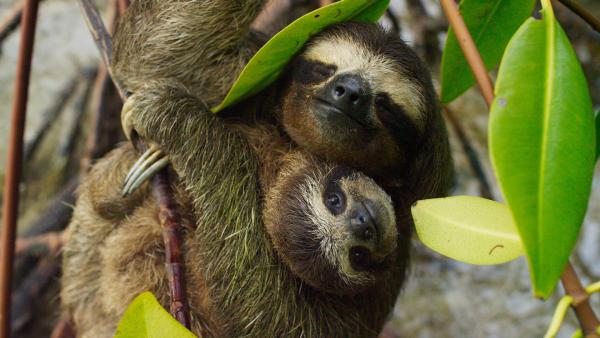 Bild 1 von 15: Auf der winzigen Insel Escudo vor der Küste Panamas lebt das Pygmäen-Dreifinger-Faultier. Das Junge im Arm des Weibchen ist ein halbes Jahr alt und wird noch ein weiteres halbes Jahr von der Mutter versorgt.
