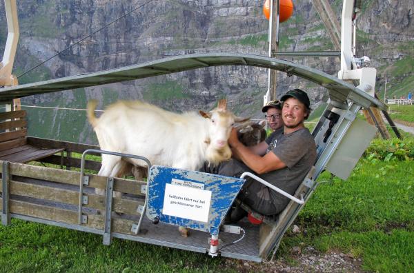 Bild 1 von 5: Sepp Herger auf dem Weg zum Ziegenmarkt: Der Landwirt betreibt seine eigene Ziegenzucht.