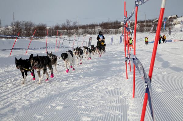 Bild 1 von 2: Finnmarkslauf ? beim längsten Hundeschlittenrennen Europas geht es 1.200 Kilometer durch Lappland.