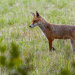 Abenteuer Wildnis