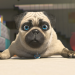 Mighty Mops