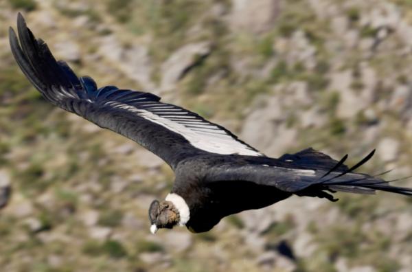 Bild 1 von 2: Andenkondore haben eine Flügelspannweite von bis zu drei Metern.