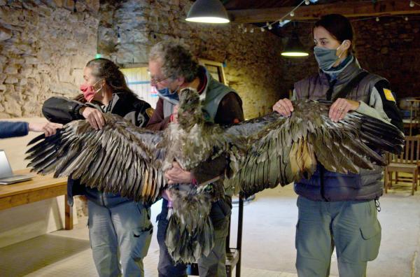 Bild 1 von 5: Ein drei Monate altes weibliches Bartgeierküken wird für die Überwachung nach seiner Freilassung mit einem Sender ausgestattet.