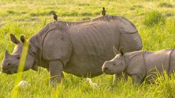 Bild 1 von 33: Im Bild: Nashörner im Kaziranga National Park in Assam, Indien.