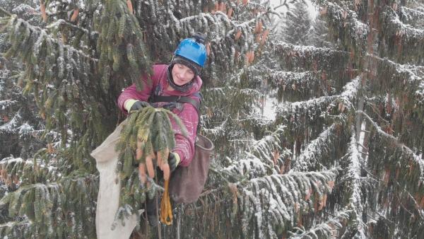 Bild 1 von 5: Arbeitsplatz mit Ausblick - Zapfensteiger gibt es fast keine mehr, doch sie werden dringend gebraucht.